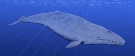 Cetotherium, 18 million years ago. Picture by Nobu Tamura.