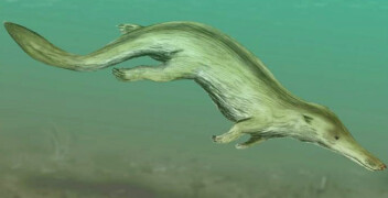 Kutchicetus, 48 million years ago. Picture by Nobu Tamura.