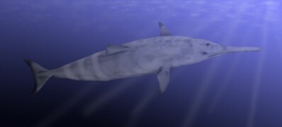 Squalodon, 25 million years ago. Picture by Nobu Tamura.